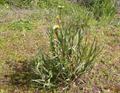 Tragopogon dubius 